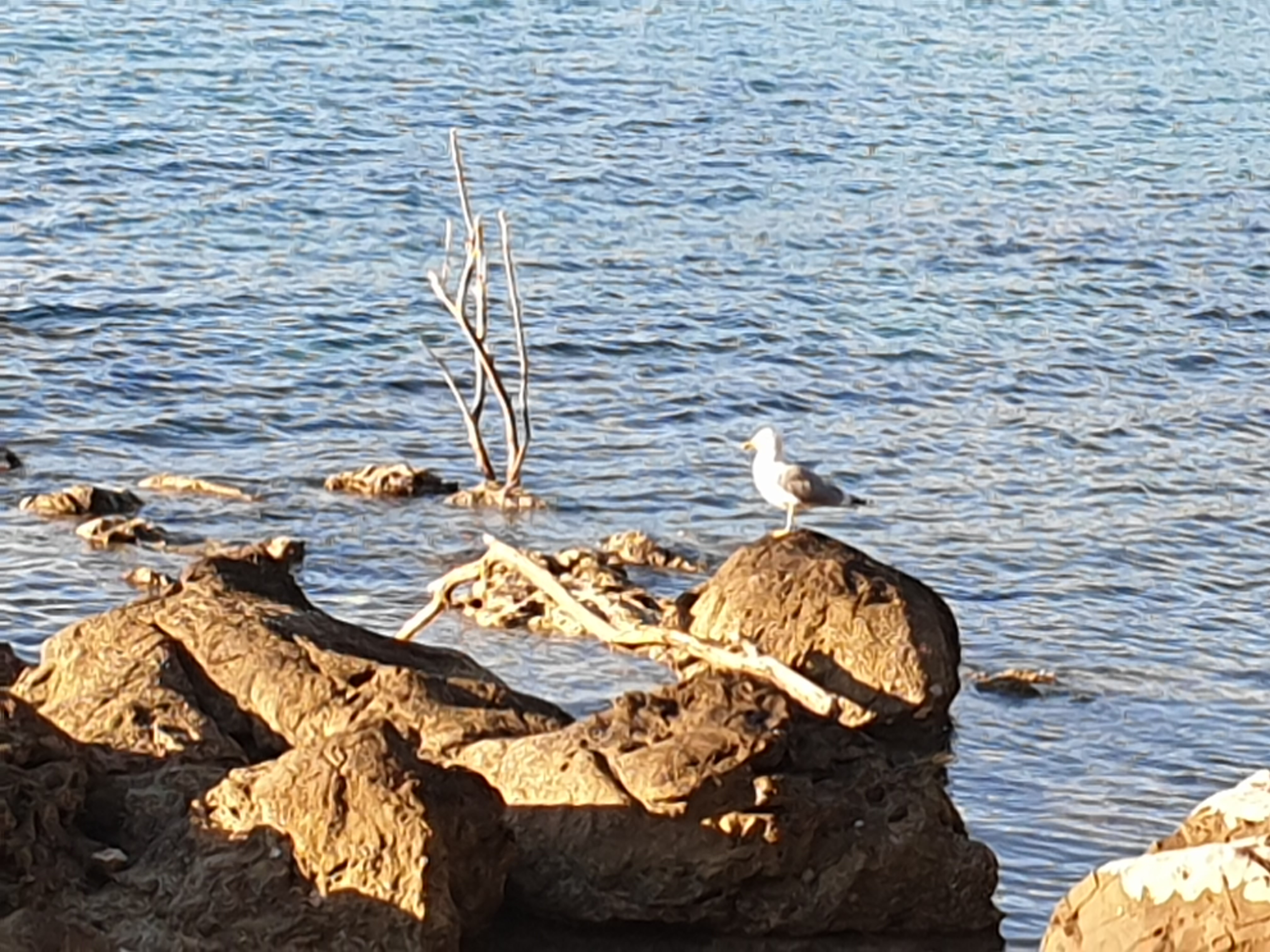 PROŠLOTJEDNO NEVRIJEME Rovinjsko priobalje preplavile „morske skulpture'